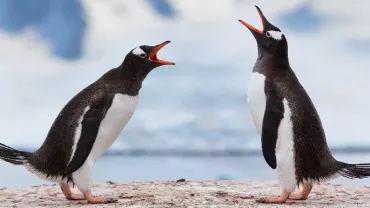 Two penguins standing face to face on a snowy landscape.